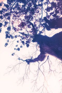 Représentation surréaliste et onirique d'un cerisier en fleurs. sur Jakob Baranowski - Photography - Video - Photoshop