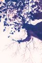 Surrealistische, droomachtige voorstelling van een kersenbloesemboom van Jakob Baranowski - Photography - Video - Photoshop thumbnail