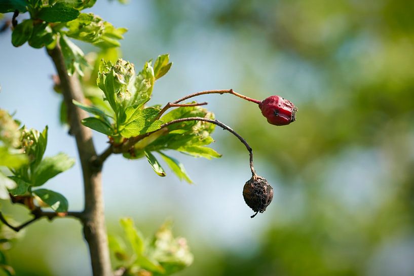 ripe fruits of a hawthorn, Crataegus monogyna by Heiko Kueverling