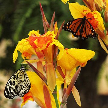 Les deux papillons sur Cornelis (Cees) Cornelissen