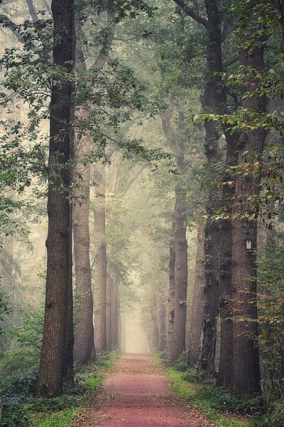 Drenthe-Baum-Allee von Emmy Bremer