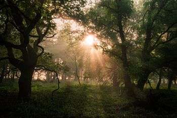 Light in the darkness
