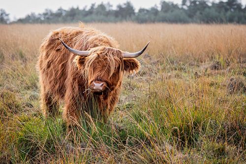 Scottish Highlander