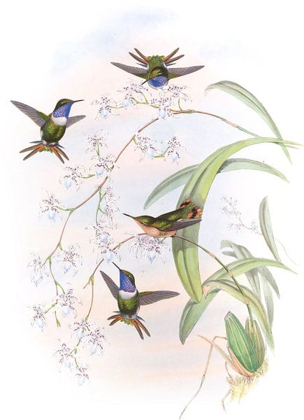 Jourdans Holzstar, John Gould von Hummingbirds