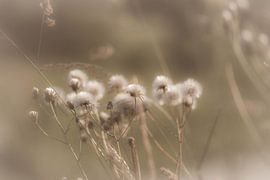 beige lint by Tania Perneel