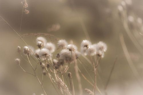 beige lint by Tania Perneel