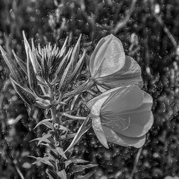 Digital Art Medium Blumen Schwarz und Weiß