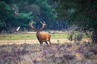 cerf rouge sur la peau par bart vialle Aperçu