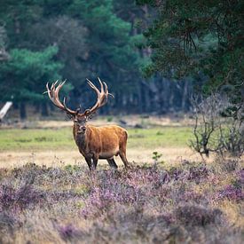 cerf rouge sur la peau sur bart vialle