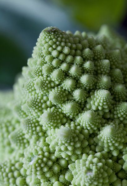 Blumenkohl von Nicky Schouten