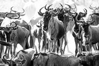 Kudde gnoes / Wildebeesten bij drinkplaats
