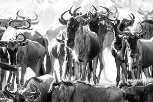 Wildebeest herd at watering hole by Tom van de Water