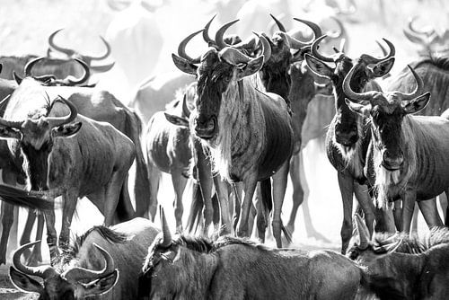 Troupeau de gnous au point d'eau