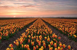 Champ de tulipes au coucher du soleil sur John Leeninga