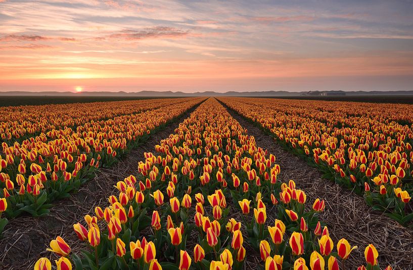 Tulip field at sunset by John Leeninga
