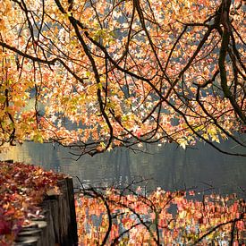 Herbstfarben Waldwasser orange gelb von Michael De Hoogh