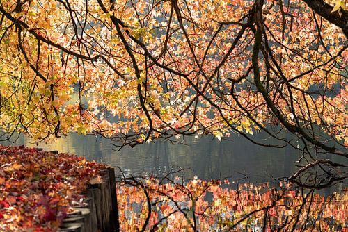 herfst kleuren bos water oranje geel