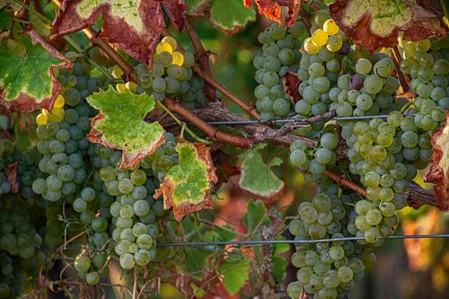 Grapes in the vineyard
