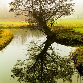 De waterboom by Michel Van Nederveen