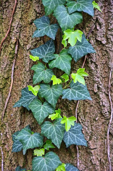 Jung 1 van Edgar Schermaul