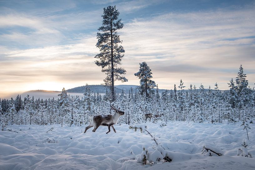 Reindeer in winter. by Marco Lodder