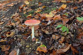 Mushroom by Huub Westendorp