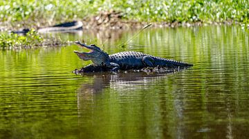 Alligator ligt te zonnen in moeras bij New Orleans. van Jaap van den Berg