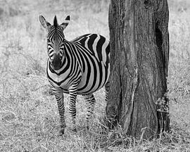 Op safari in Afrika: Zebra in zwart-wit in Serengeti National Park, Tanzania van Rini Kools