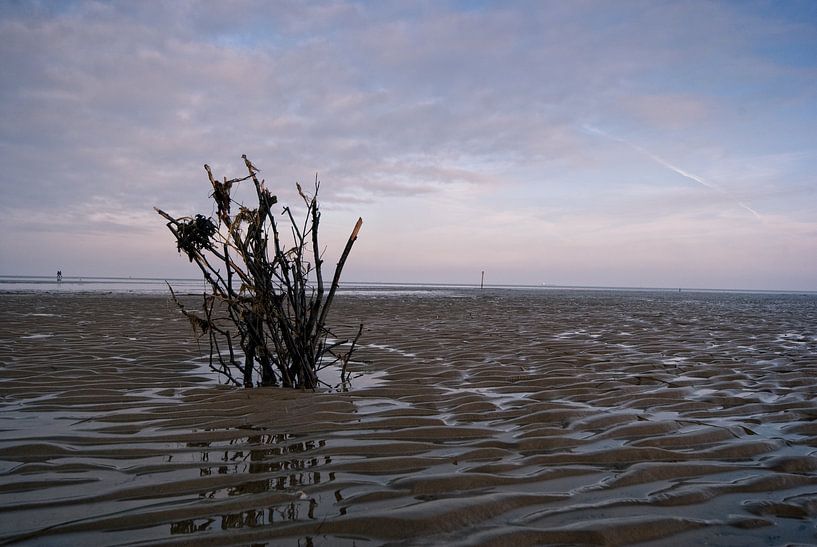 Wattenmeer van Malte Pott