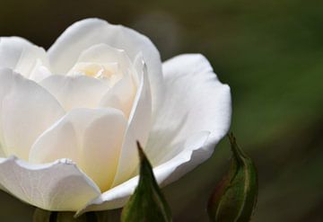 Witte roos in de zonneschijn van Werner Lehmann