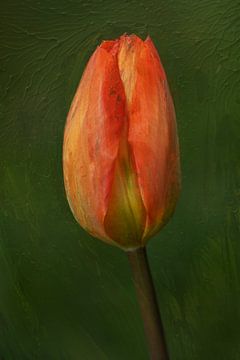 Tulp in rood oranje en geel tinten van Fotooz by Brigitte