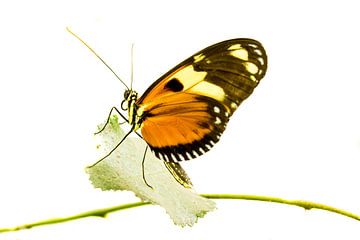 Vlinder van Hennie Zeij