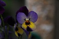 Violine Blume von Marga de Dobbelaere Miniaturansicht