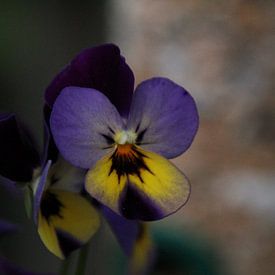 Violine Blume von Marga de Dobbelaere