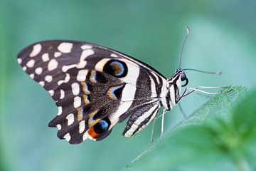 Tropische vlinder papilio demodocus van Ivonne Fuhren- van de Kerkhof