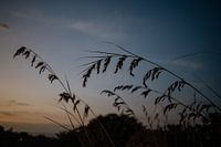 Under the enchanting glow of a setting sun, a field of reeds stretches out