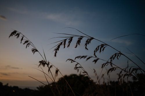 Onder de betoverende gloed van een ondergaande zon strekt een veld van riet zich uit van Kíen Merk