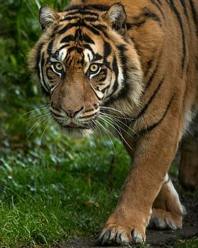 Der Tiger schleicht sich an dich heran. von Patrick van Bakkum