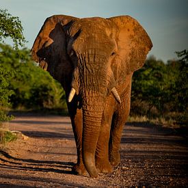 Elephant in Mapungubwe National Park, South Africa by Paula Romein