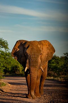 Elephant in Mapungubwe National Park, South Africa by Paula Romein