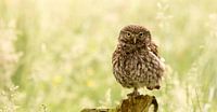 One legged owl