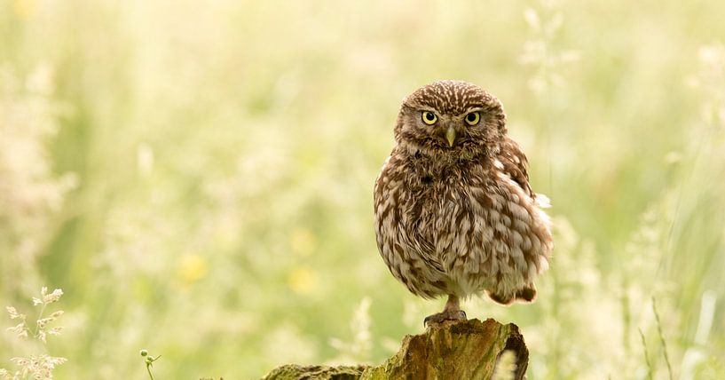 One legged owl van Gerrit Last