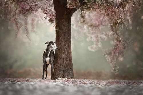 Sous l'arbre à fleurs