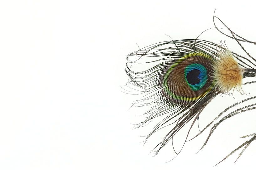 Beauty from nature by Helene Ketzer