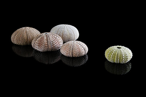 Muschelsammlung 2: Seeäpfel