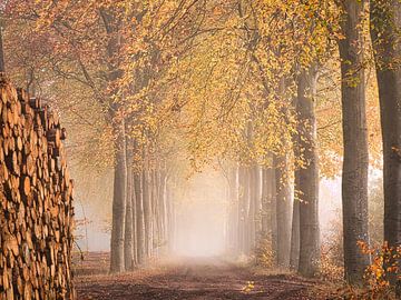 Herbst von Marco Lok