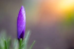 Lila Krokus mit Tautropfen bei Sonnenaufgang von John van de Gazelle