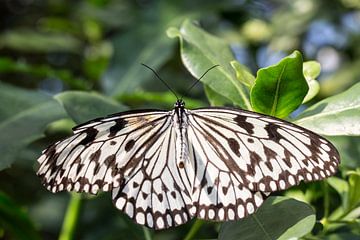 vlinder van Dennis Eckert