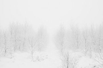 'WINTER', bomen in de mist. Zwart-wit fotografie. van Femke den Hollander