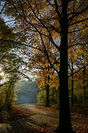 Blick durch die Bäume von Willian Goedhart